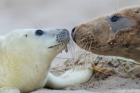 Grey Seal