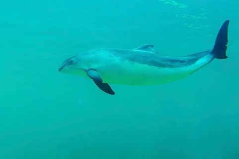 Harbour porpoise