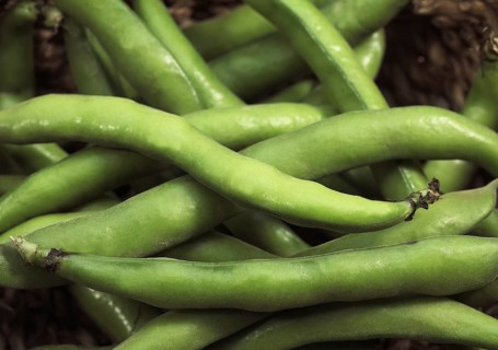 Fava Bean