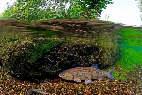 European chub