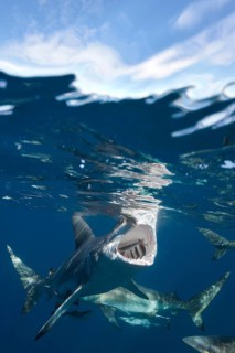 Blacktip Sharks