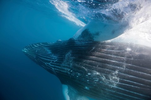 Humpback whale