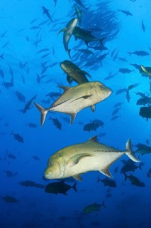 Black Trevally