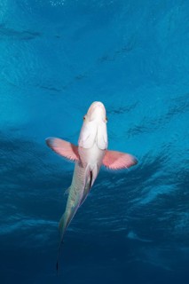 Mexican hogfish