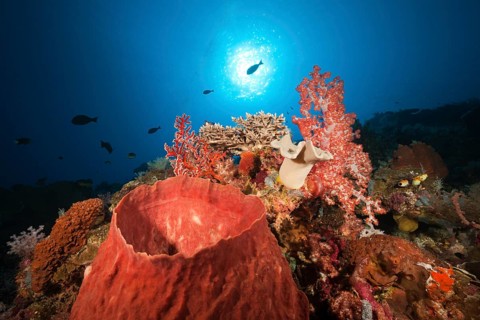 Coral reef with barrel sponge