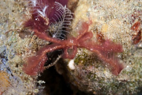 Orangutan spider crab
