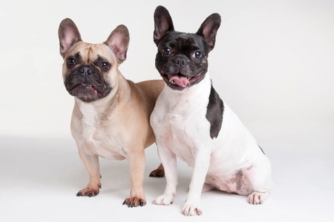 French Bulldog