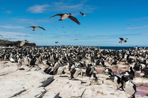 Sealion Island