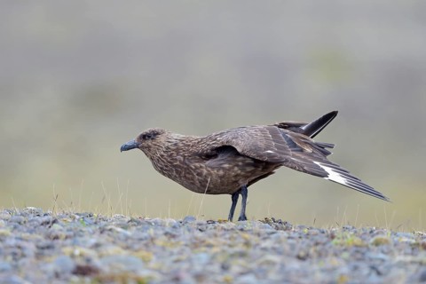 Skua