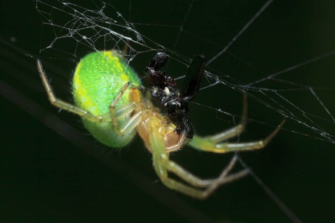 Cucumber green spider