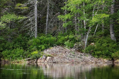 Beaver Castle
