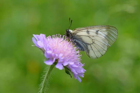 Male Black Apollo