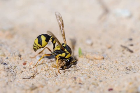 Potter wasp