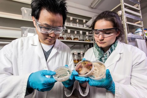 Scientists examine samples in the fungus room at the Institute for Pharmaceutical Biology and Biotechnology at Heinrich Heine University Duesseldorf