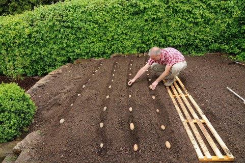 Place potatoes