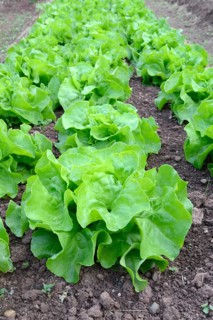 Vegetable bed with lettuce
