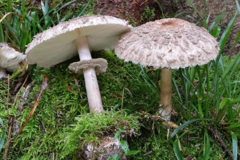 Parasol