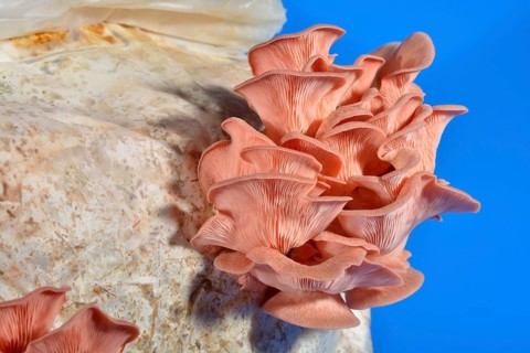 Pink oyster mushroom