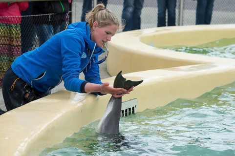 Harbour porpoise