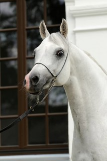 Arabian thoroughbred