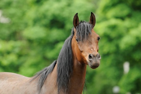 Arabian thoroughbred