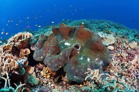 Killer mussel in reef