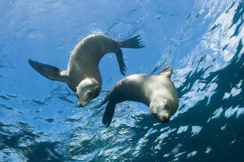 California sea lions