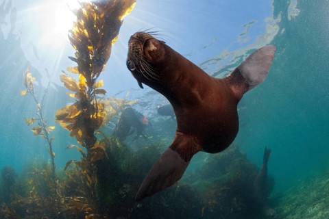 California Sea Lion