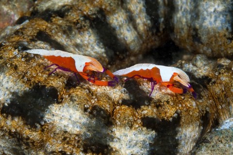 Pair of Emperor Shrimp