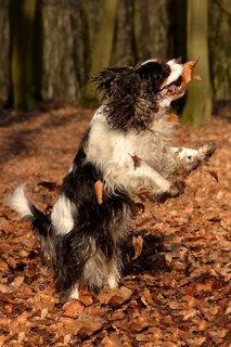 Cavalier King Charles Spaniel