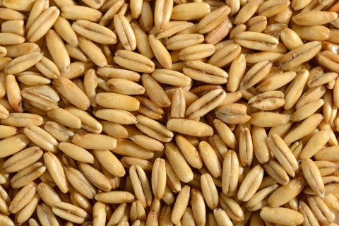 Oats