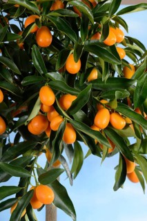 Kumquat