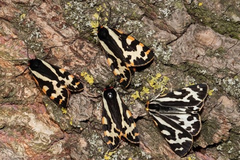 Wood Tigers