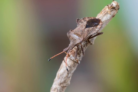 Dock bug