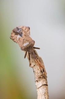 Dock bug