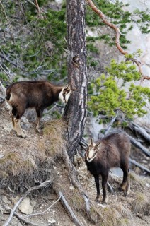 Chamois