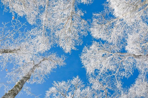 Tree tops of deep snow covered beech forest against blue sky in Neuchatel Jura