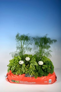 Bag of garden soil with herbs and salad