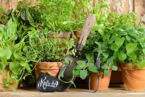 Various herbs
