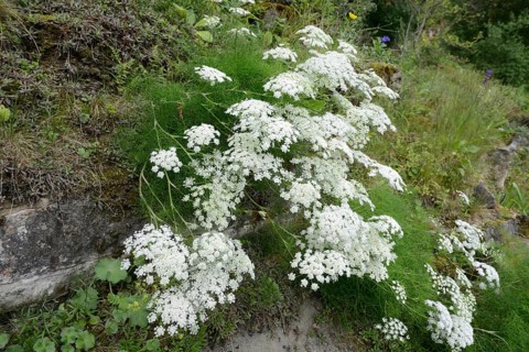 Meum athamanticum