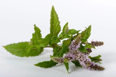 English Spearmint