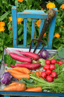 Carrots