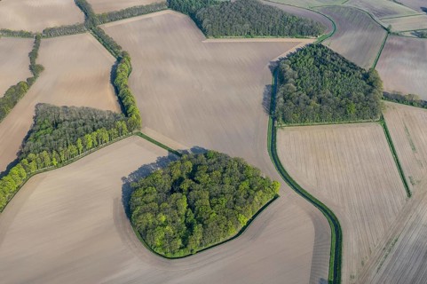 Field shrubs and bushes