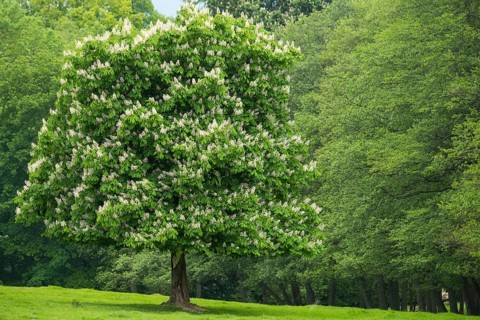 Flowering chestnut