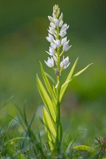 Long-leaved