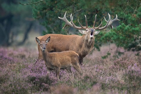 Red deer