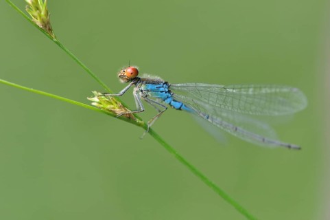 Small Red-eyed Damselfly