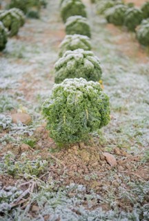 Organic kale