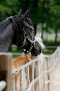 Arabian thoroughbred