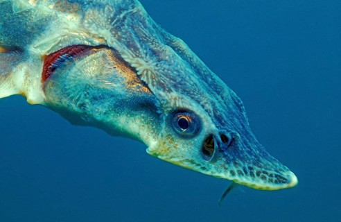 Siberian sturgeon